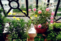 室內(nèi)風(fēng)水適合擺放什么植物？