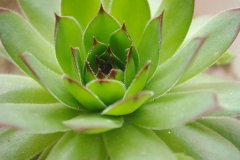 <b>房子裝修后放什么植物好？</b>